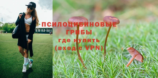 стаф Алзамай