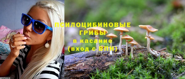 стаф Алзамай